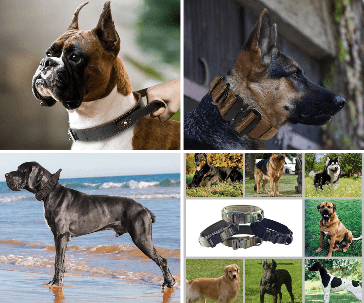 10 Best Tactical Dog Collar