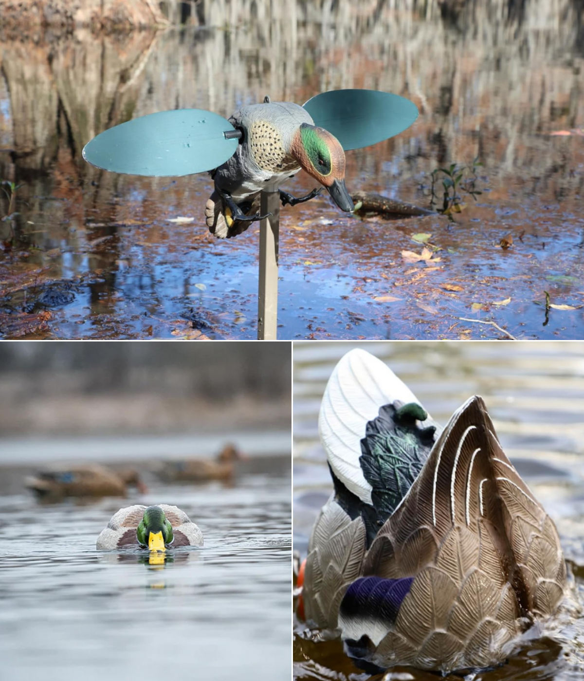 Three pictures of duck decoys swimming, diving, and flying 